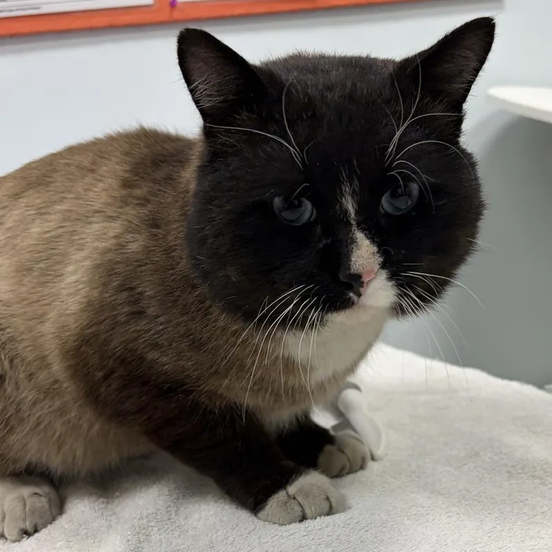 Cheddric The Cheese Wizard thumbnail 4