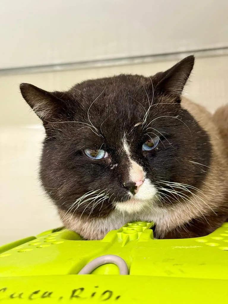 Cheddric The Cheese Wizard thumbnail 5