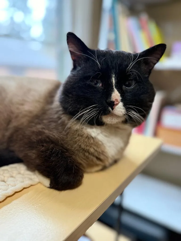 Cheddric The Cheese Wizard thumbnail 6