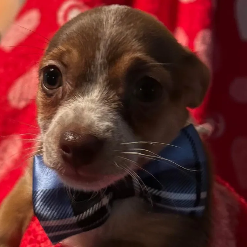 A baby small-sized male Tricolor (Brown, Black, & White) Chihuahua dog named Tommy for adoption in Spencer, IN