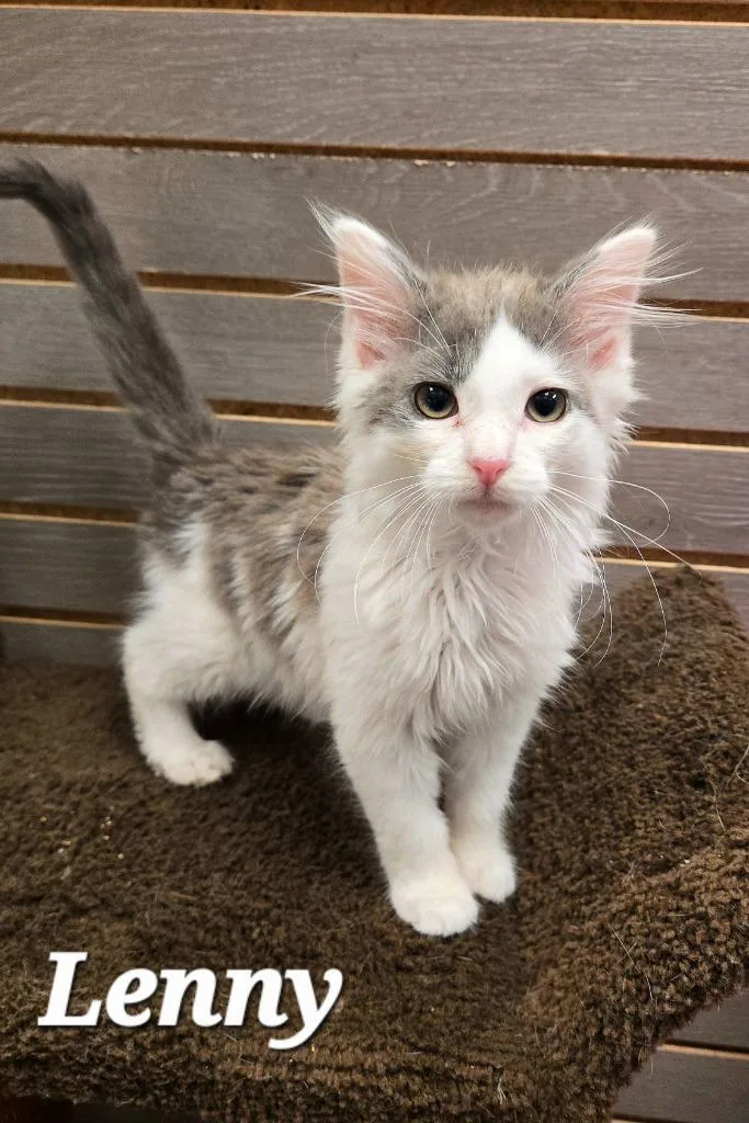 A baby small-sized male Domestic Long Hair cat named Lenny for adoption in Sidney, OH