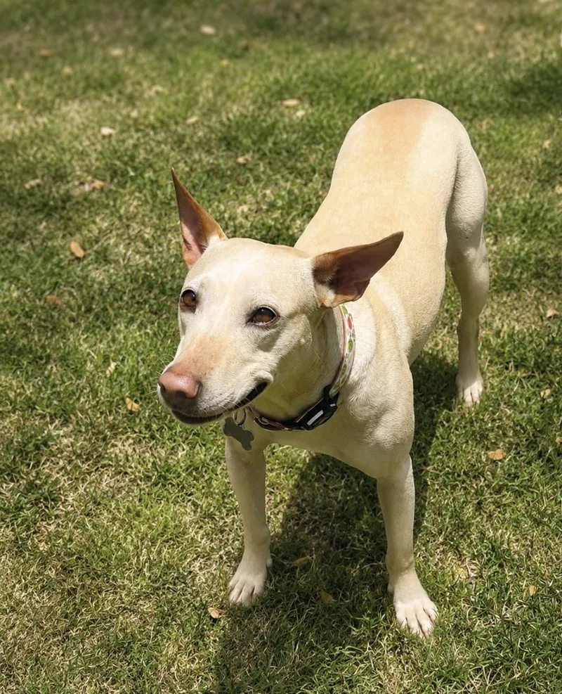 An adult medium-sized female Sable Xoloitzcuintli / Mexican Hairless dog named Stella for adoption in Scottsdale, AZ