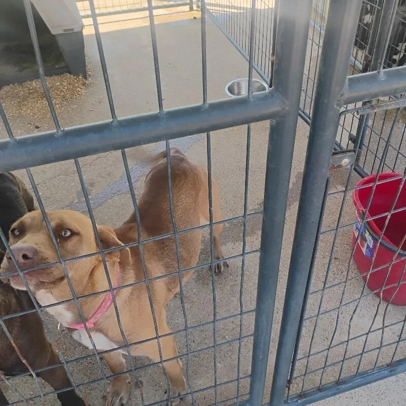 An adult medium-sized female Brown / Chocolate Mixed Breed dog named Granola for adoption in East Smithfield , PA