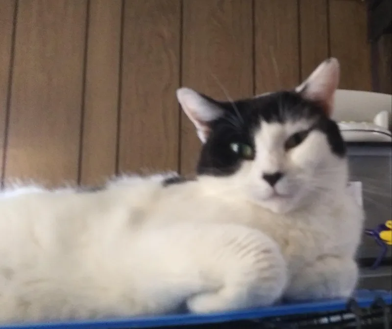 An adult medium-sized female Black & White / Tuxedo Domestic Short Hair cat named Claire for adoption in Port Wentworth, GA
