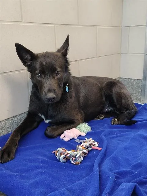 A young small-sized female Terrier dog named Raven for adoption in Leesburg, VA