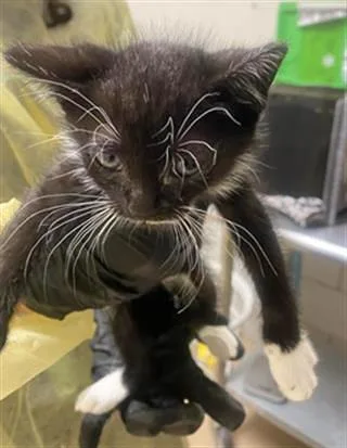 A baby medium-sized female Black & White / Tuxedo Domestic Short Hair cat named Socks for adoption in Nashville, TN