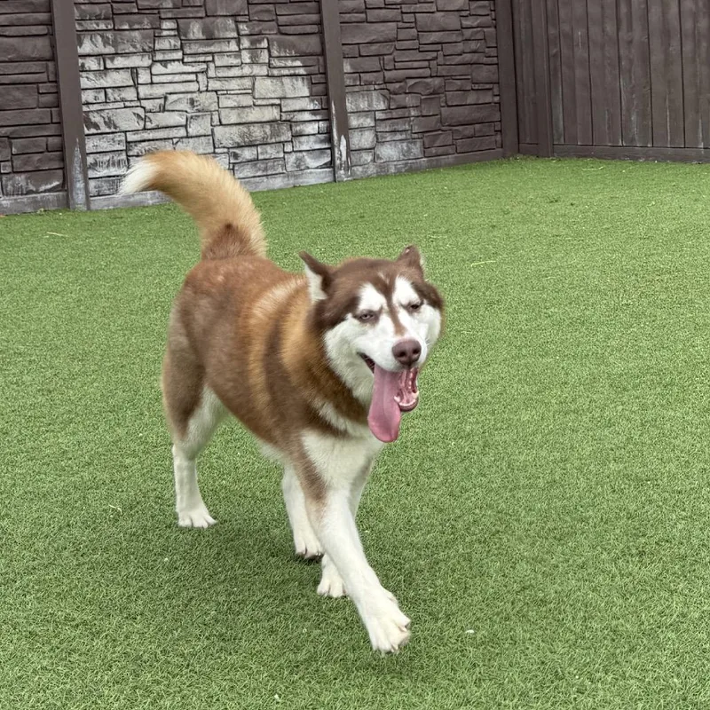 A young medium-sized female Red / Chestnut / Orange Siberian Husky dog named Ginger for adoption in LOXAHATCHEE, FL