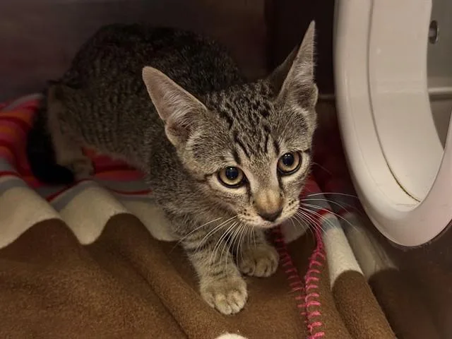 A baby small-sized male Domestic Short Hair cat named Jefferson for adoption in Antioch, CA