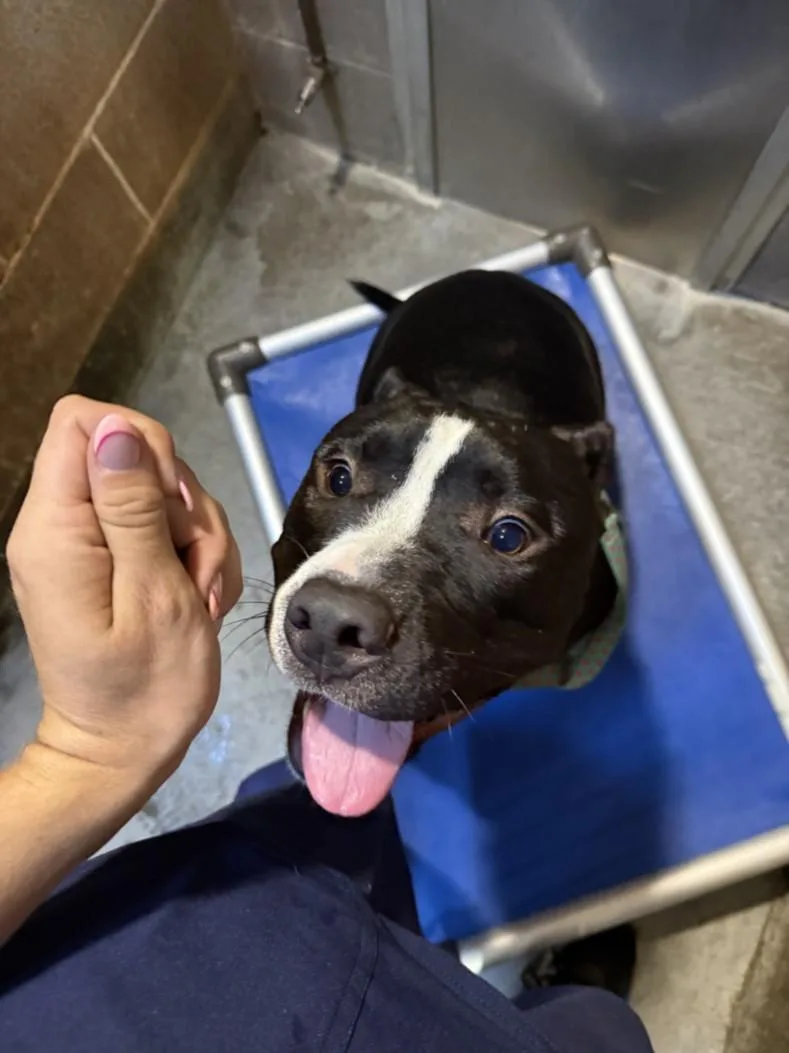 An adult medium-sized male Pit Bull Terrier dog named Chunk for adoption in Olivehurst, CA
