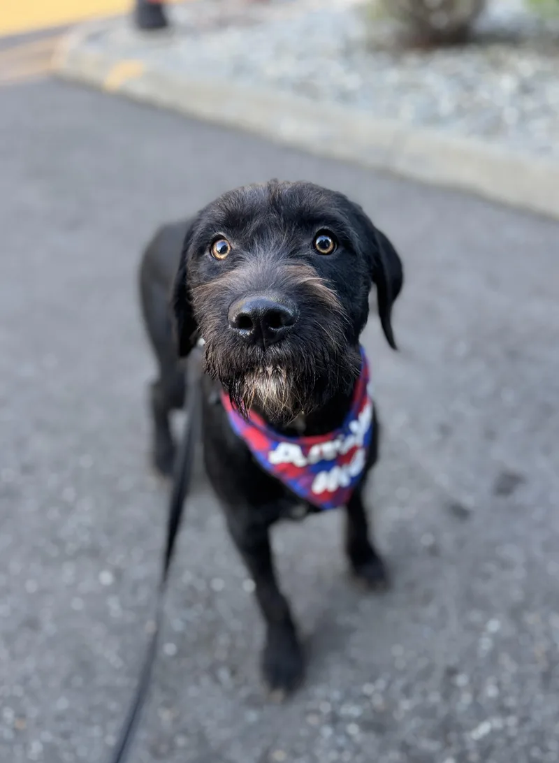 A young medium-sized male Black Labrador Retriever dog named Tank for adoption in lynnwood , WA