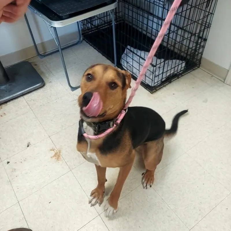 A young medium-sized male Black Coonhound dog named Hunter for adoption in Ashtabula, OH