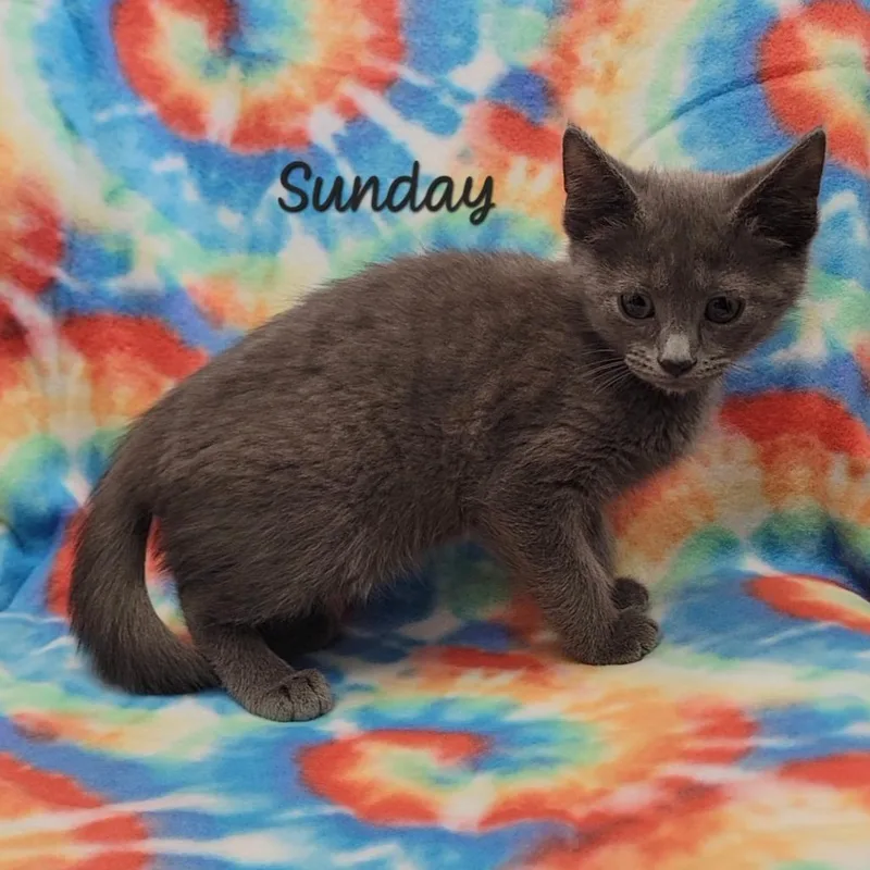 A baby small-sized male Gray / Blue / Silver Domestic Short Hair cat named Sunday for adoption in Parkersburg, WV