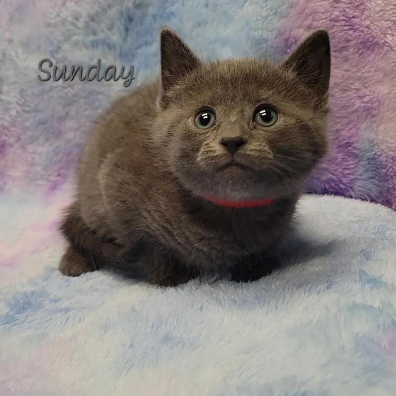 Sunday thumbnail 2