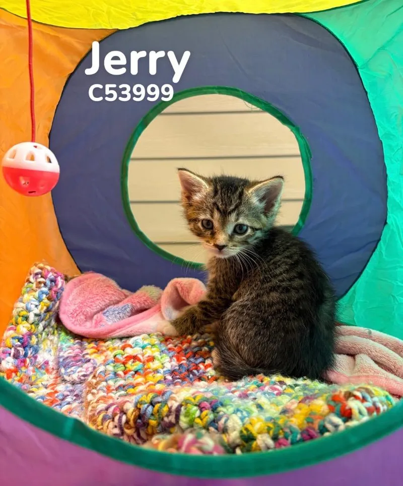 Jerry thumbnail 2