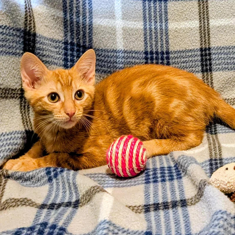 Oscar