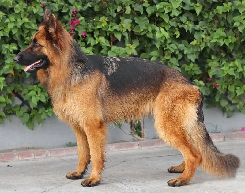 A young large-sized female Black German Shepherd Dog dog named Cinnamon von Cinder for adoption in Los Angeles, CA
