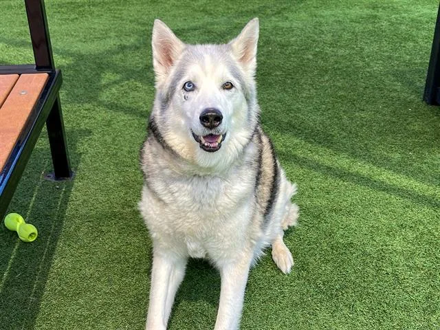 A senior large-sized male Siberian Husky dog named Frost for adoption in Tustin, CA