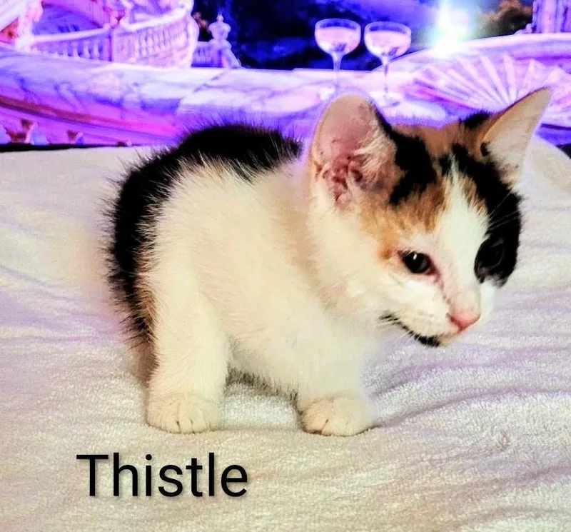 A young medium-sized female Calico Domestic Short Hair cat named Thistle for adoption in Binghamton, NY
