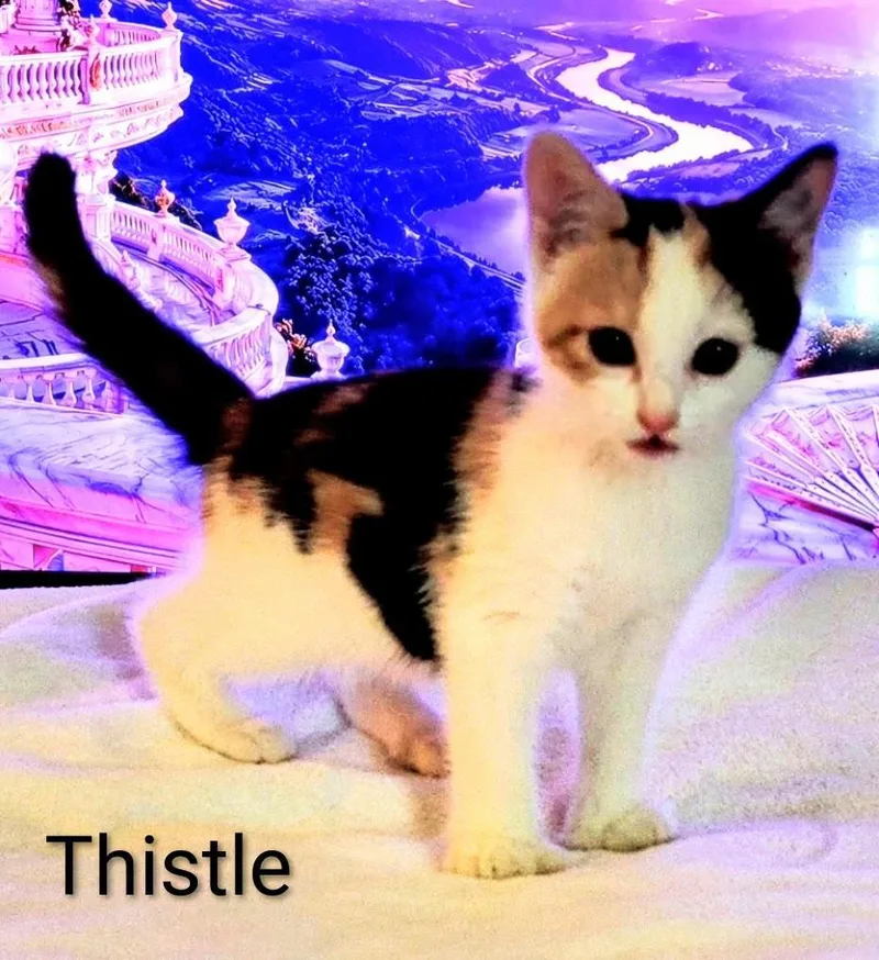 Thistle thumbnail 2