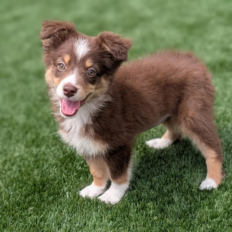 A baby medium-sized female Brown / Chocolate Australian Shepherd dog named Kisses for adoption in La Grange, KY