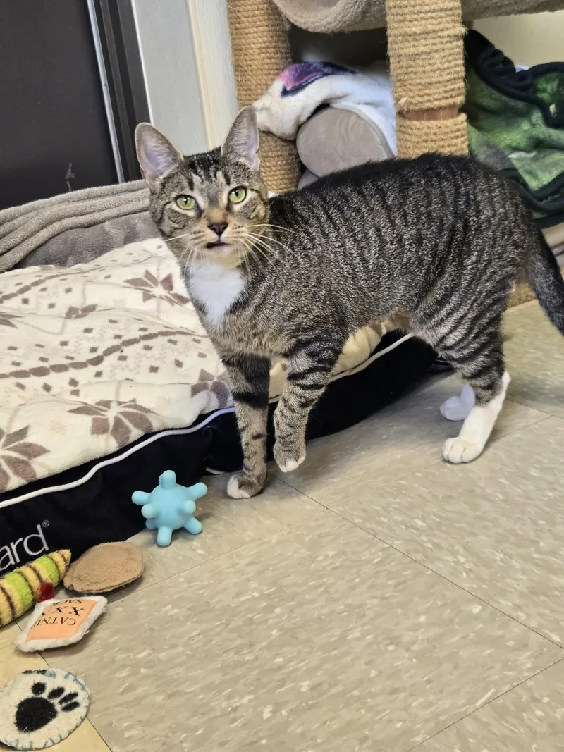 A young medium-sized female Domestic Short Hair cat named Chilli for adoption in Binghamton, NY