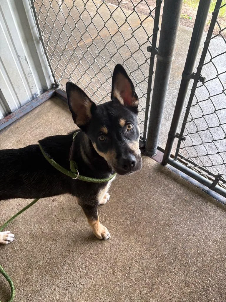 A baby medium-sized female German Shepherd Dog dog named Paige for adoption in Ada, OK
