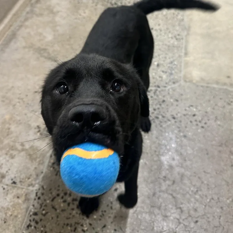 An adult medium-sized male Black Mixed Breed dog named Farnsworth for adoption in Charleston, WV