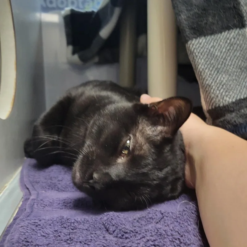 A young large-sized male Black Domestic Short Hair cat named Bravo for adoption in Grand Rapids, MI