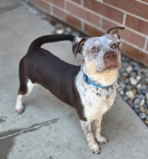 A young medium-sized male Australian Cattle Dog / Blue Heeler dog named Buddy for adoption in Sioux City, IA