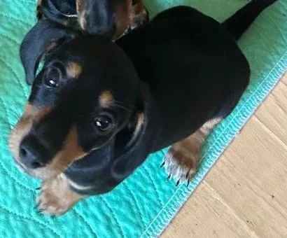 Woody Pup