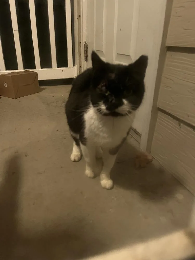 A senior medium-sized male Black & White / Tuxedo Domestic Short Hair cat named Ba for adoption in Kannapolis, NC