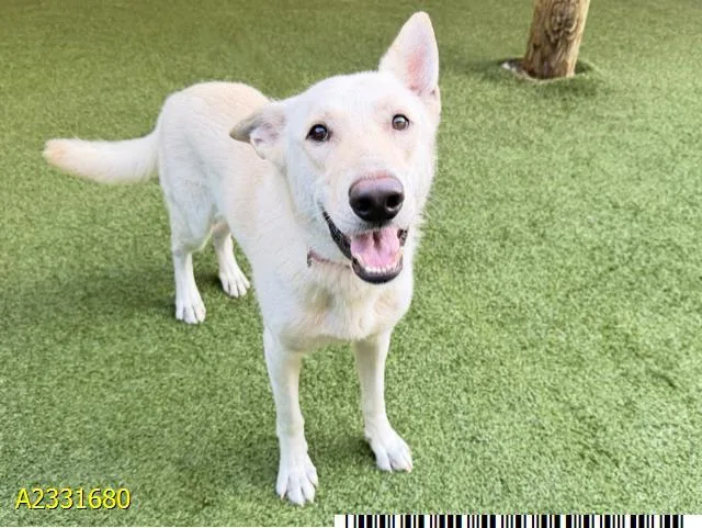 An adult large-sized male Mixed Breed dog named Alpine for adoption in West Palm Beach, FL