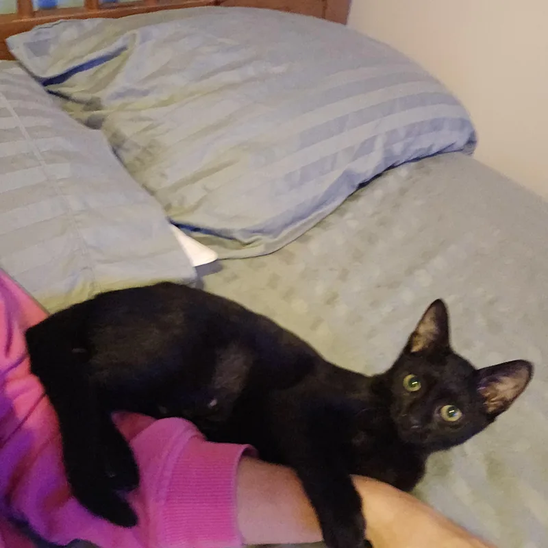 A baby medium-sized female Black Domestic Short Hair cat named Gemma Luv Bug for adoption in Woodbridge, NJ