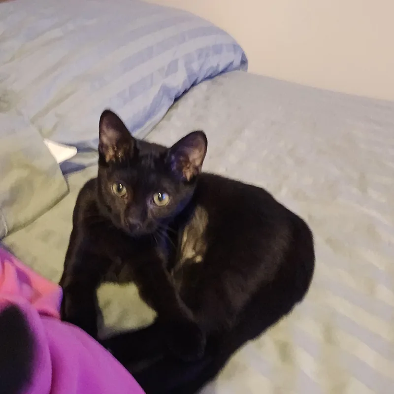 Gemma Luv Bug thumbnail 2