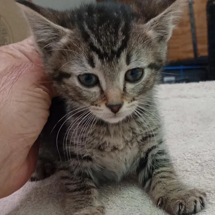 A baby small-sized female Buff / Tan / Fawn Domestic Short Hair cat named Ari for adoption in Grand Rapids, MN