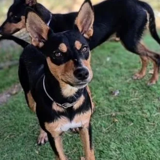 A young small-sized male White / Cream Miniature Pinscher dog named Bernardo for adoption in Houston, TX