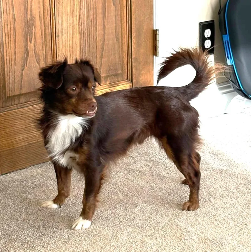 An adult small-sized male Brown / Chocolate Chihuahua dog named Thor for adoption in Eugene, OR