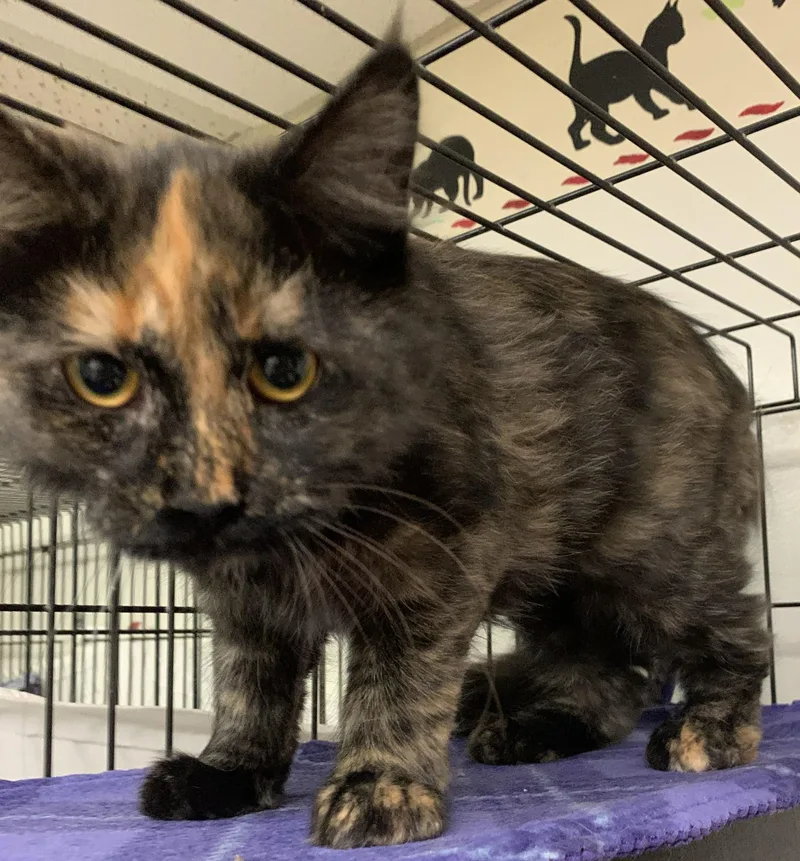 A young medium-sized female Tortoiseshell Domestic Long Hair cat named Marlo for adoption in Milwaukee, WI