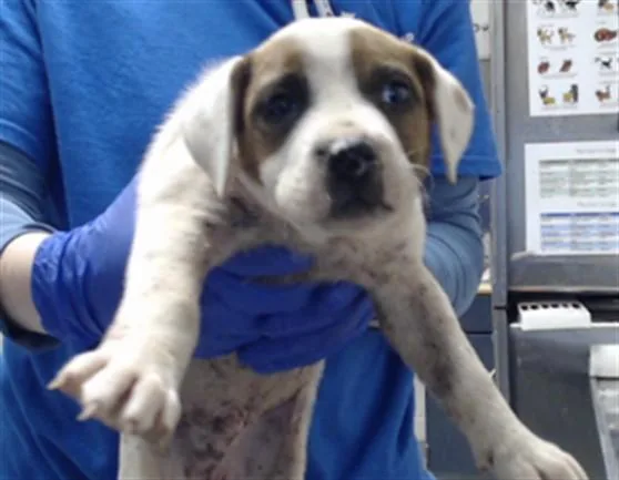 A baby small-sized male Pit Bull Terrier dog named Bandit for adoption in Fayetteville, NC