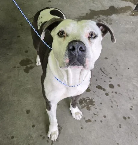 An adult large-sized male Pit Bull Terrier dog named Max for adoption in Pensacola, FL