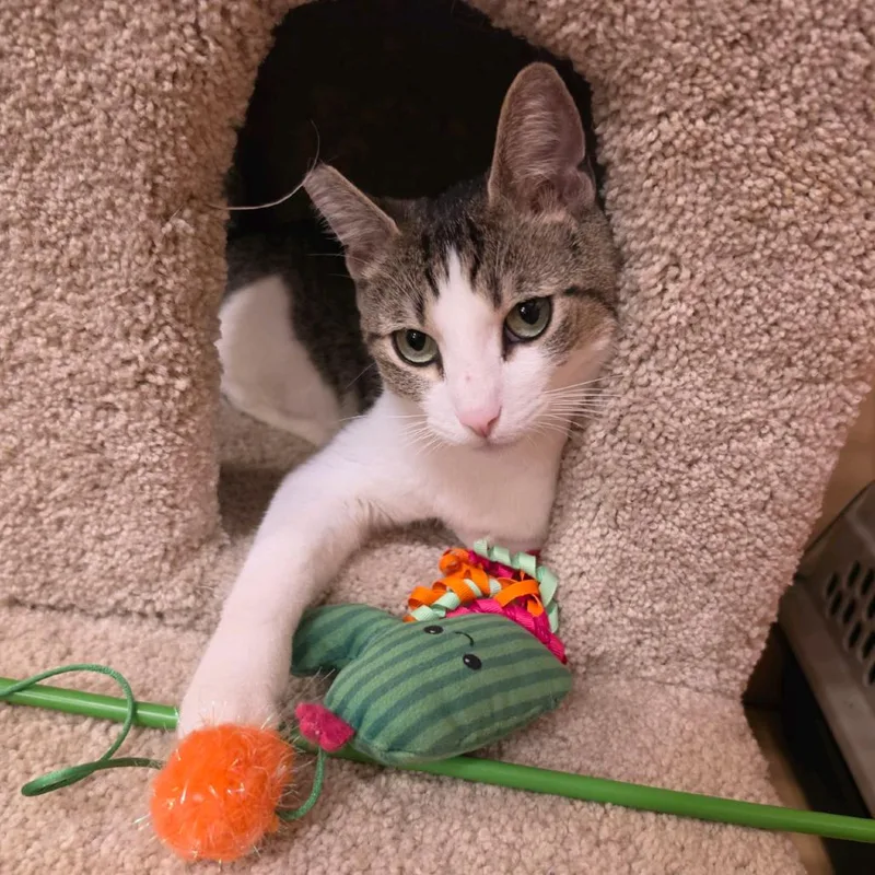 A young small-sized female White Domestic Short Hair cat named Lady for adoption in Fayetteville, GA