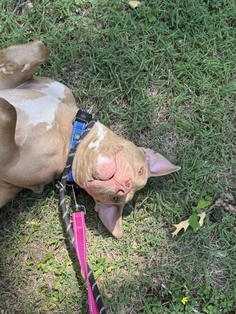 A young medium-sized female Pit Bull Terrier dog named Princess for adoption in Leonardtown, MD