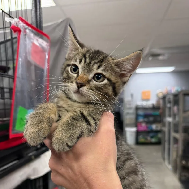 A baby small-sized male Brown / Chocolate Domestic Short Hair cat named River for adoption in Richmond, IN