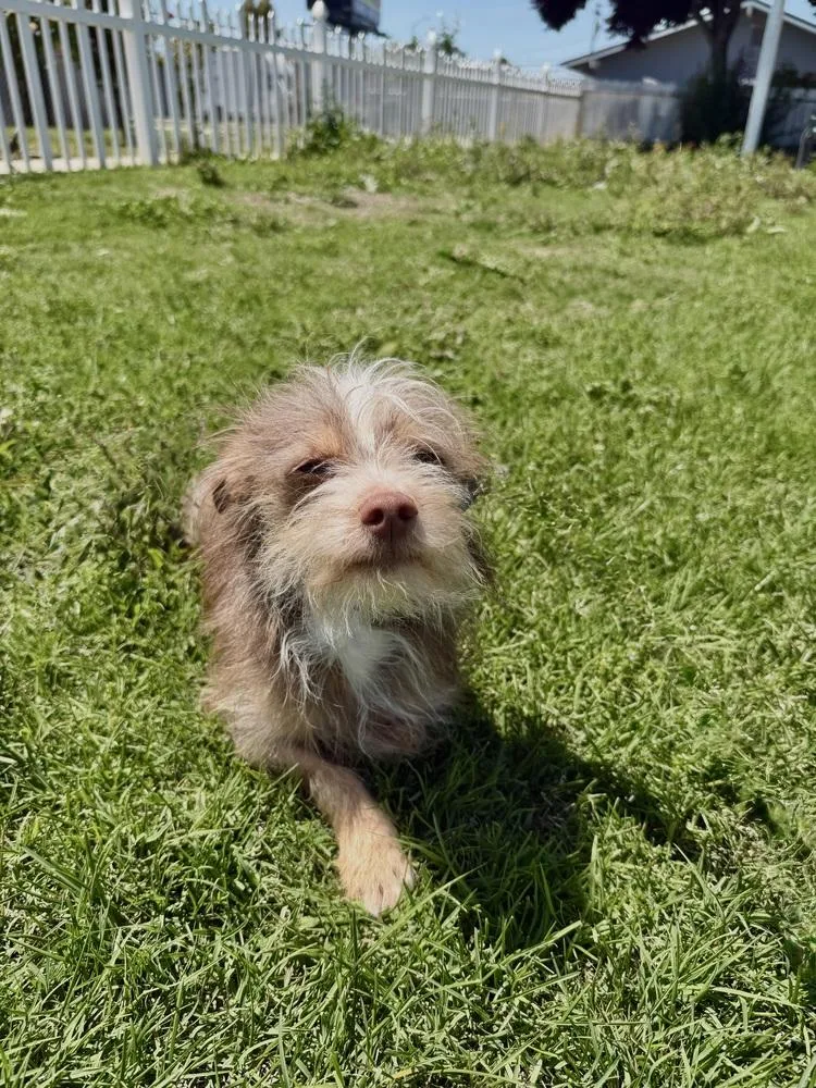 A young small-sized male Apricot / Beige Terrier dog named Taco for adoption in Stockton, CA