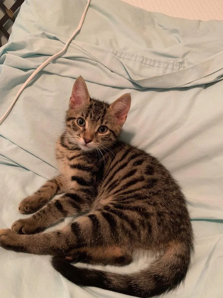 A baby medium-sized male Tabby cat named Emrys for adoption in Buford, GA