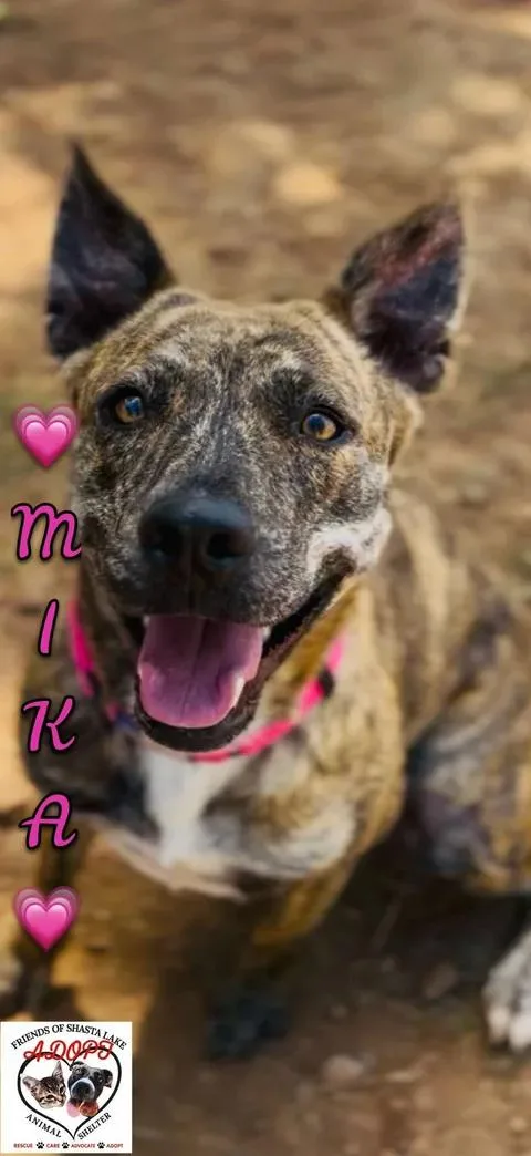 Mika thumbnail 2