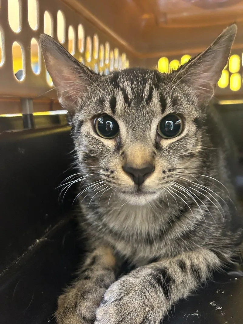 A baby small-sized male Tabby (Brown / Chocolate) Domestic Short Hair cat named Buddy for adoption in Raleigh, NC