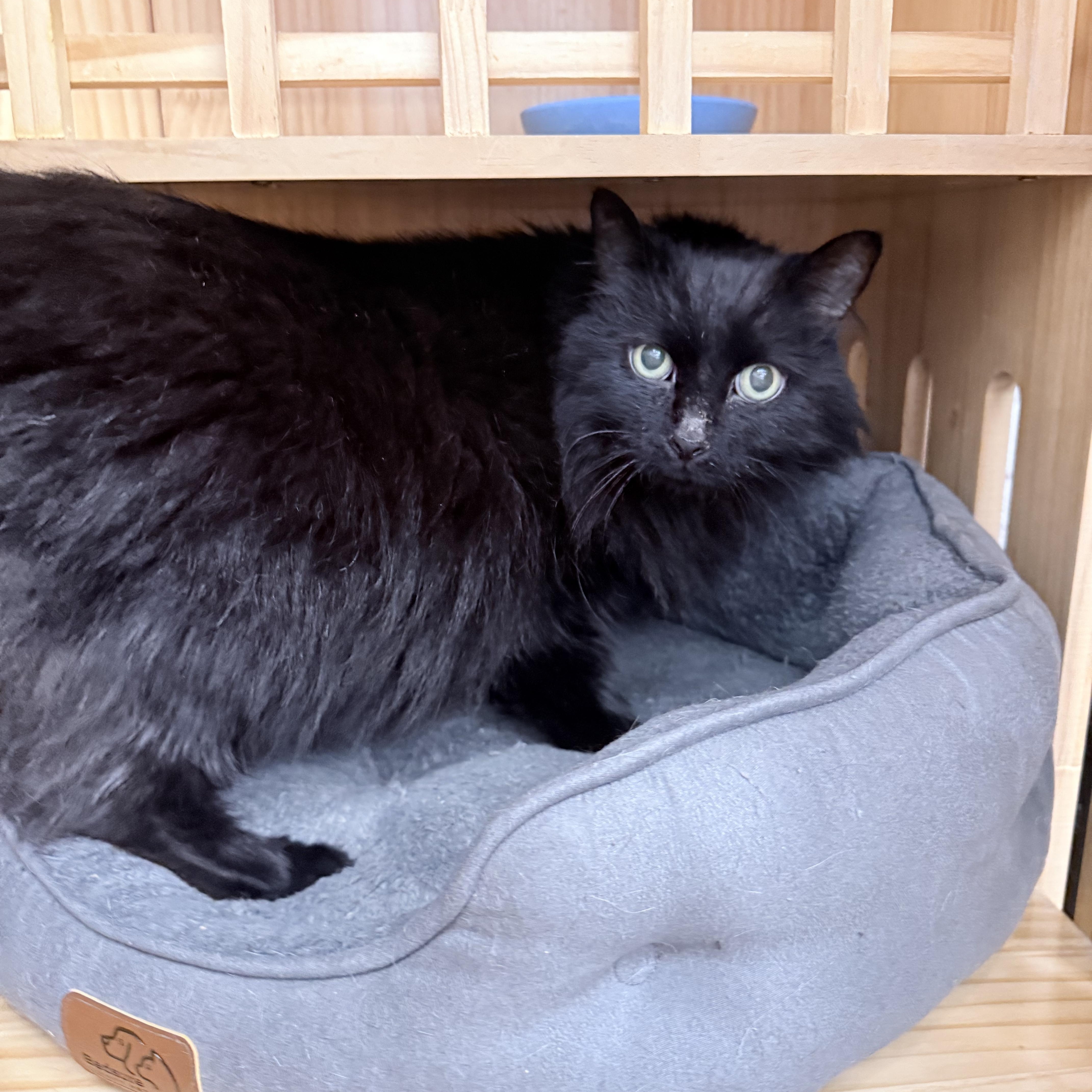 An adult large-sized male Black Domestic Long Hair cat named Venti for adoption in Philadelphia, PA