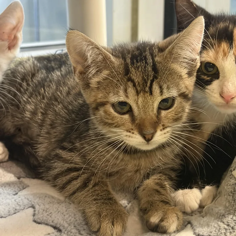 A baby medium-sized female Tabby (Brown / Chocolate) Domestic Short Hair cat named Daffy Duck for adoption in Charleston, SC