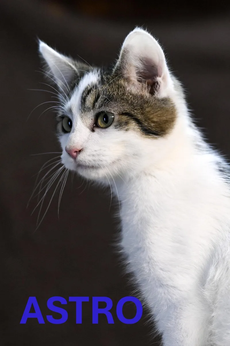 A young large-sized male Domestic Short Hair cat named Astro for adoption in Harrodsburg, KY